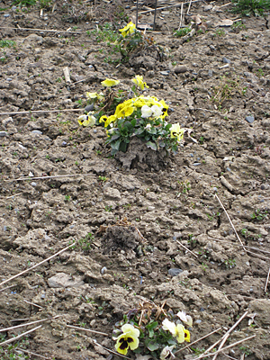 pansy unmulched